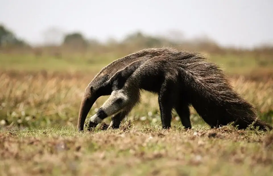 Giant anteater looking for food in the field