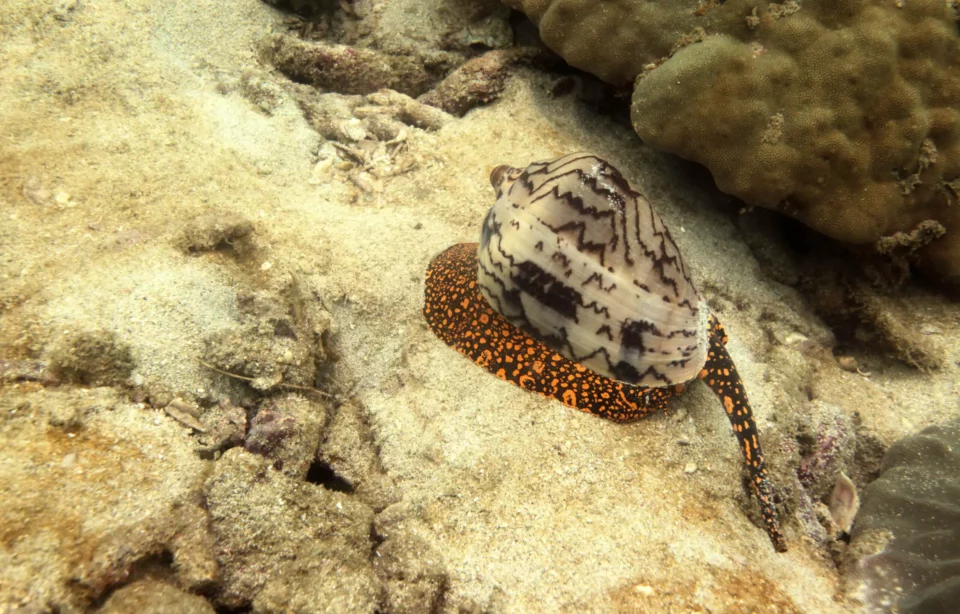 Don't let shiny colors lure you into picking cone snail after moving overseas