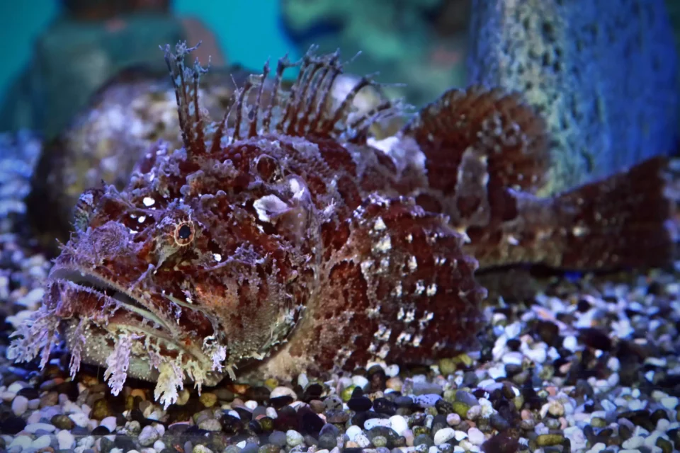 Stonefish is another species that could harm you after moving abroad