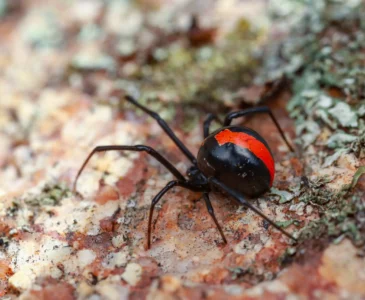 Australian Red-back spider