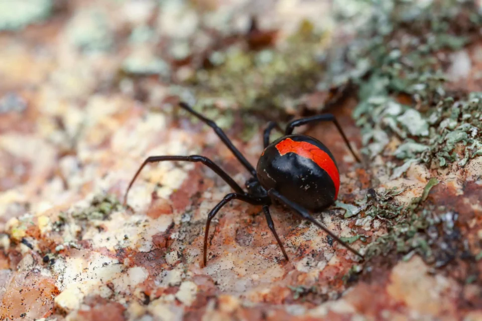 A red-back spider loves urban areas, so you will probably see it a couple of times after moving abroad
