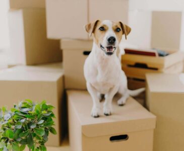 Dog on boxes prepared for moving overseas