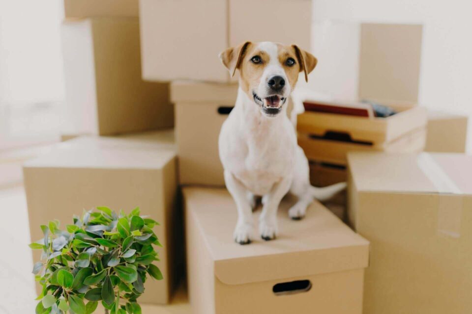 Dog on boxes prepared for moving overseas