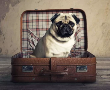 a-dog-in-the-suitcase