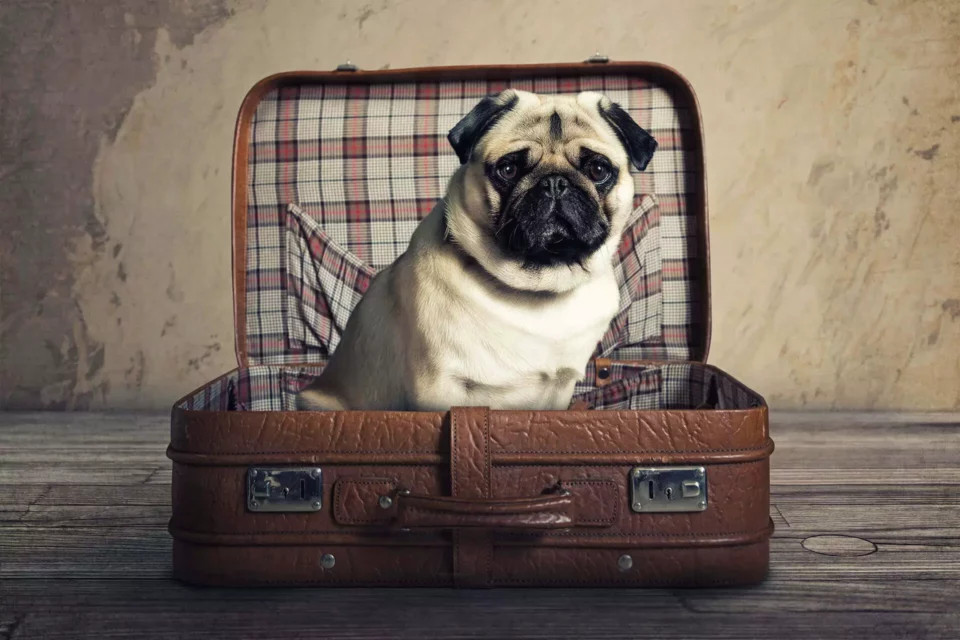 A dog in a suitcase ready to move abroad