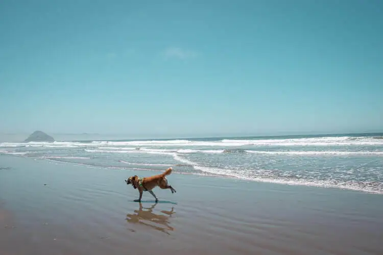 A dog at the beach after moving overseas