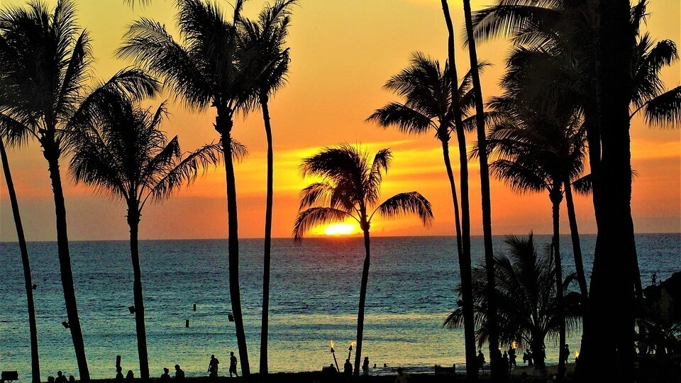 Palm trees and a sunset