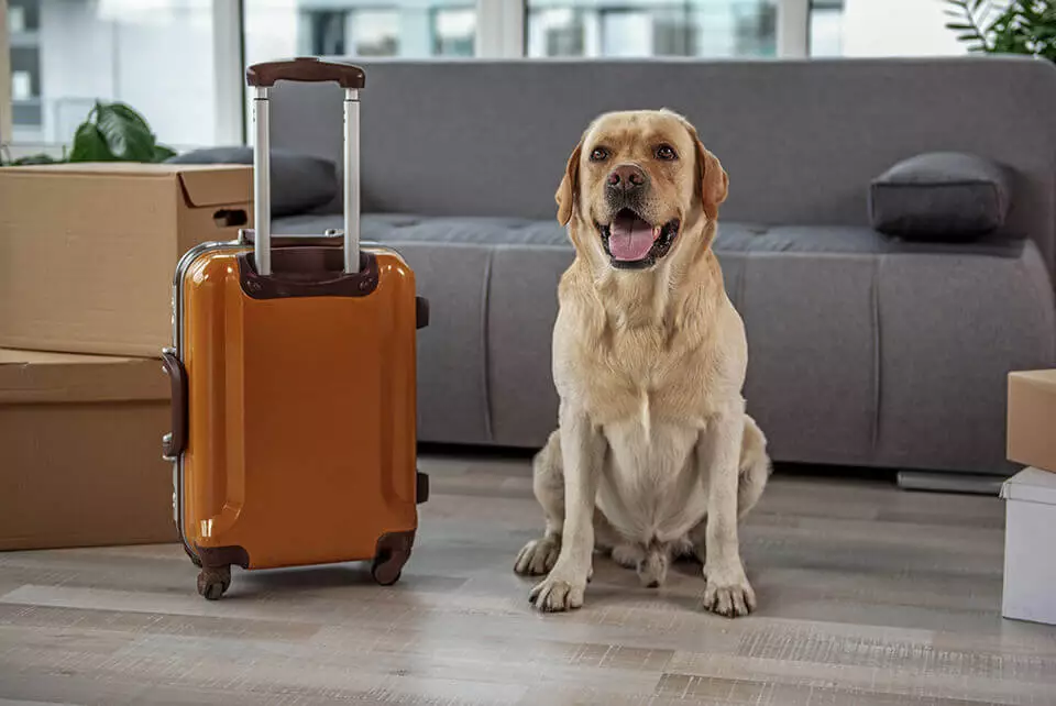 dog and a suitcase